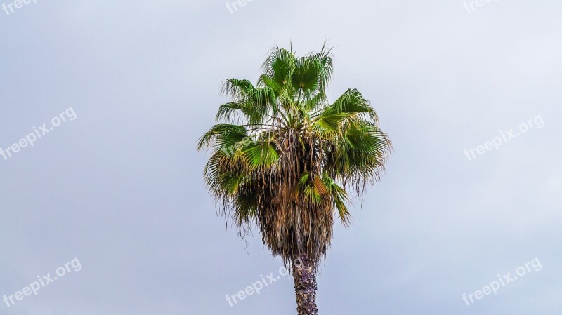 Palm Tropics Tenerife Canary Islands South