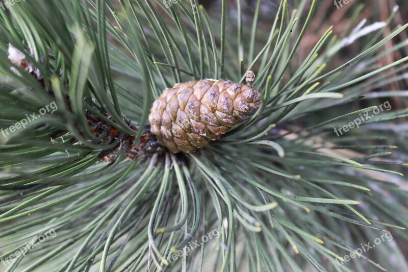 Tree Cone Macro Needles Conifer