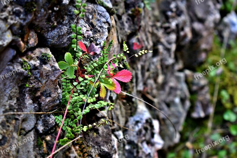 Life Stone Nature Green Peace