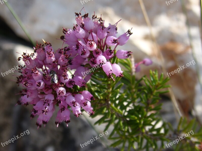 Heather Winter Bruguera Erica Multiflora Plant Wildlife Free Photos