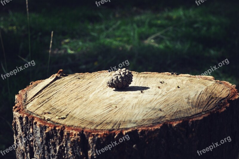 Tree Stump Ring Time Free Photos