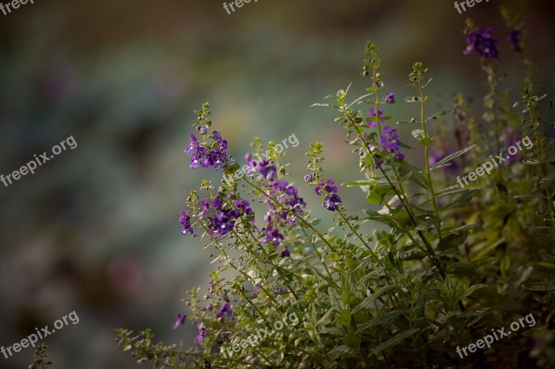 Flowers Flower Blossoming Plant Spring