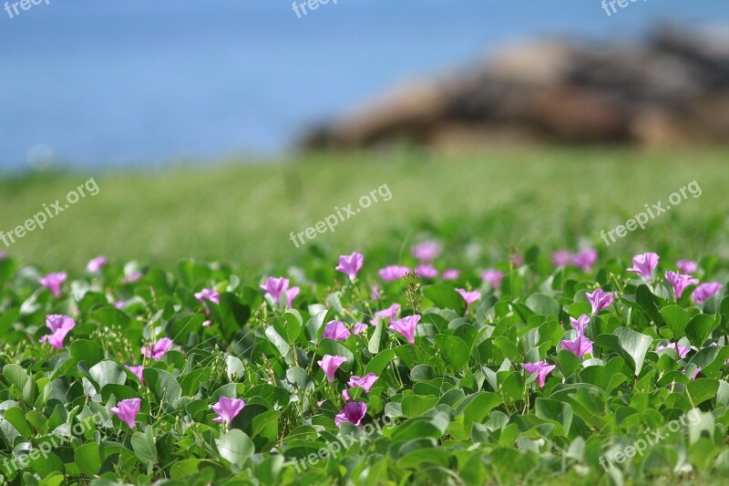 Flowers Flower Blossoming Plant Spring