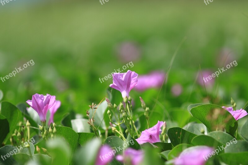 Flowers Flower Blossoming Plant Spring