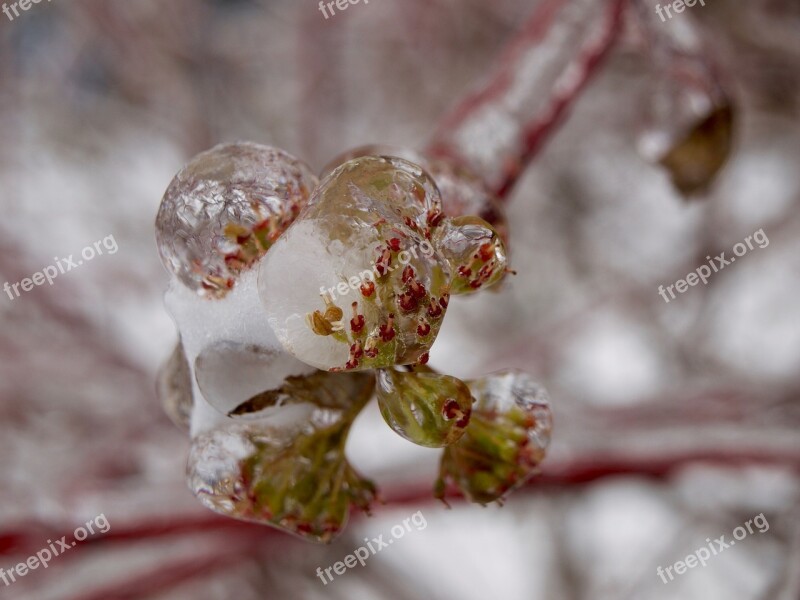 Frozen Ice Winter Flowers Cold