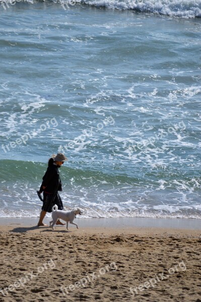 Beach Dog Walking Pet Summer