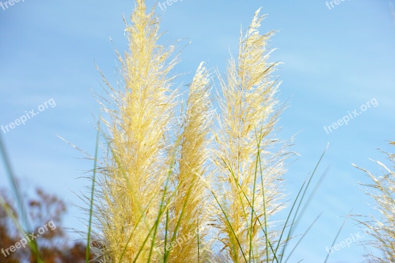 Japanese Silver Grass Pampas Grass Golden Autumn Plant