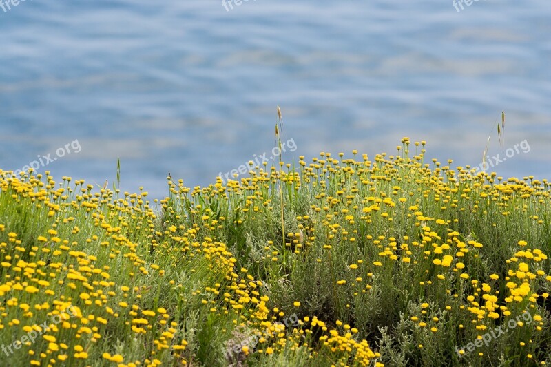 Sea Green Flowers Yellow Costa