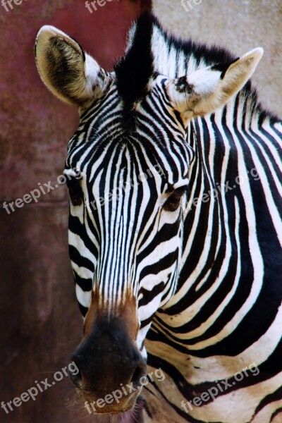 Zebra Animal Zoo Nature Striped