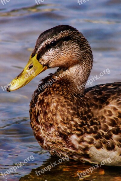 Duck Mallard Water Bird Nature Animals