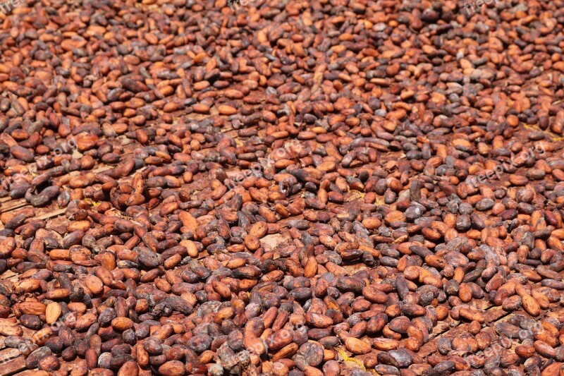 Cocoa Beans Africa Ghana Dry Cocoa