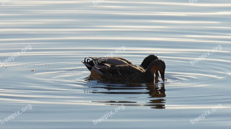 Pair Of Ducks Ducks Aquatic Animal Free Photos