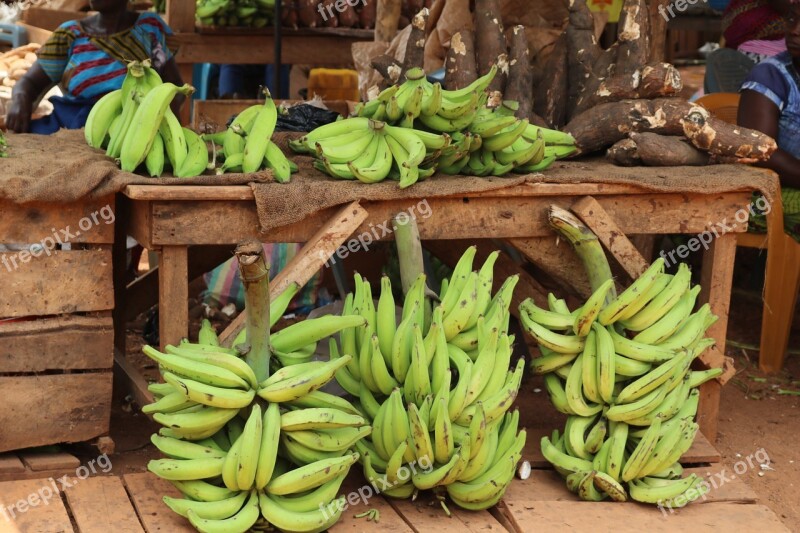 Plantain Africa Banana Fruit Green