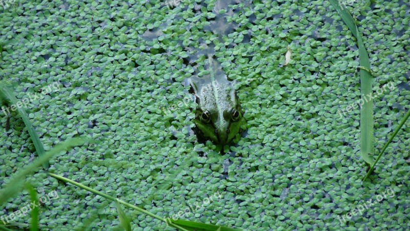 Frog Green Pond Toad Frog Pond