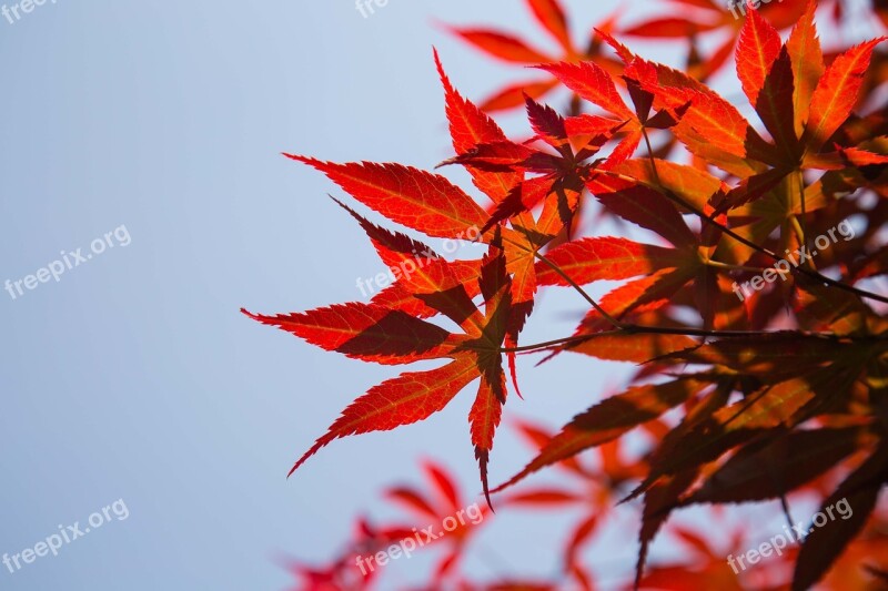 Red Leaves Sky The Scenery Free Photos