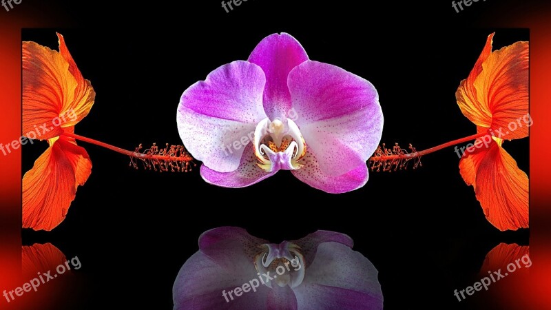 Composing Flower Orchid Blossom Bloom