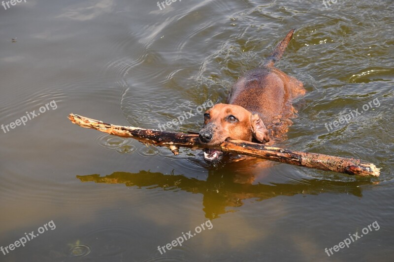 Dachshund Dog Water Fun Love