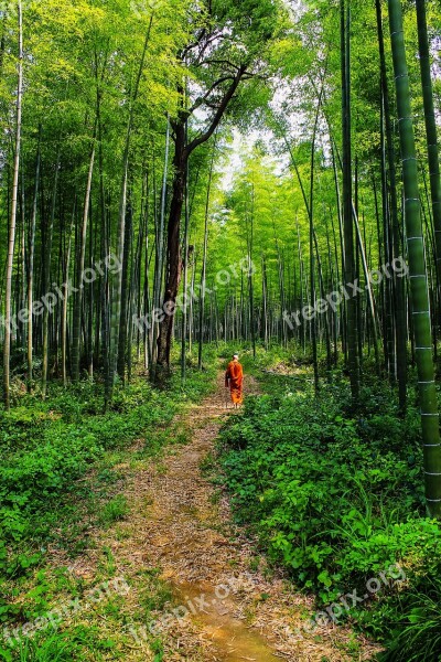 Theravada Buddhism Monk In Bamboo Forest Lone Monk Monk Bhikkhu