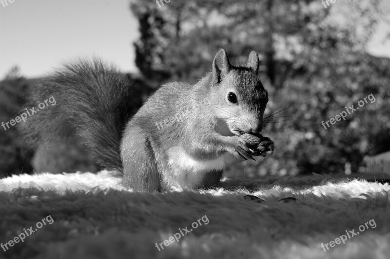 Squirrel The Nature Of The Nut Animals Free Photos