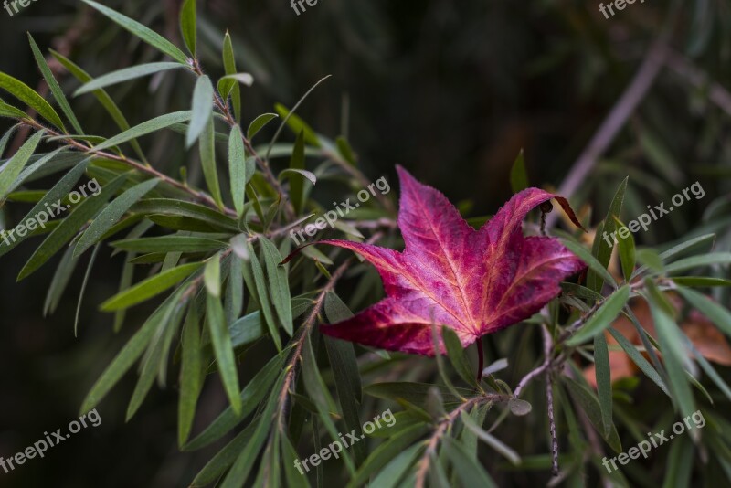 Leaf Leaves Autumn Green Plants