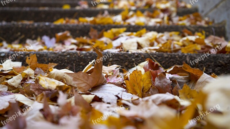 Leaves Fall Autumn Fall Leaves Fall Leaves Background