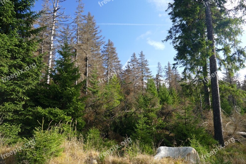 Waldsterben Reafforestation Contrasts Live Death