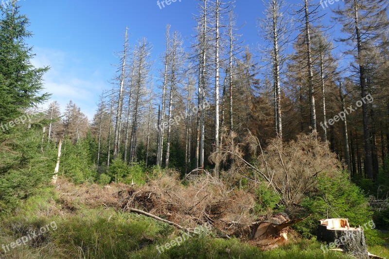 Waldsterben Reafforestation Contrasts Live Death