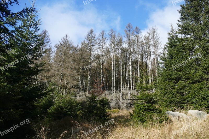 Waldsterben Reafforestation Contrasts Live Death