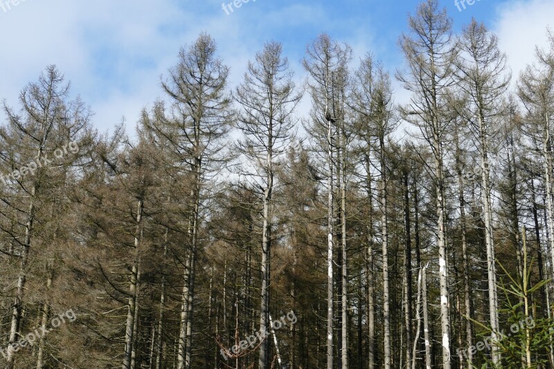 Waldsterben Reafforestation Contrasts Live Death