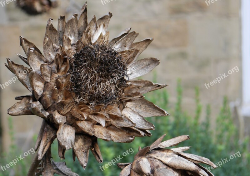 Artichoke Seedhead Dried Flowerhead Spiky