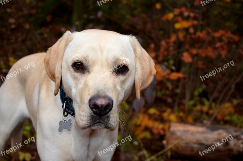 Labrador Retriever Dog Autumn Free Photos