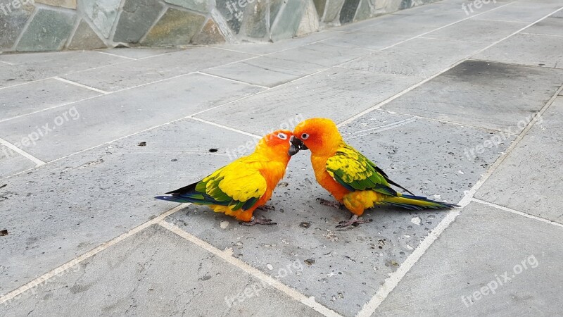 Parrots Small Parrot Fight Kiss Love Fights