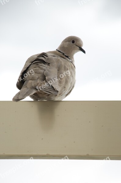 Turtledove Balcony Portrait Bird Ave