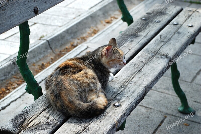 Cat Bank Park Loneliness Solo