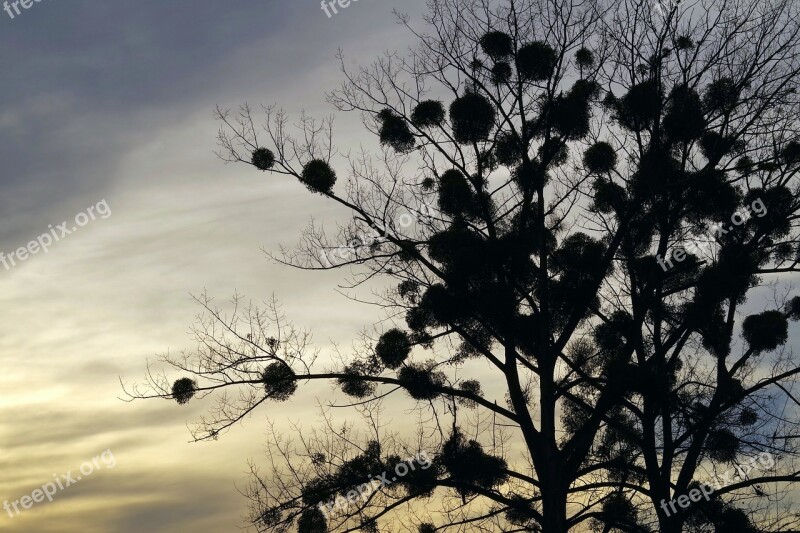 Mistletoe Tree The Parasite Sunset Colorful