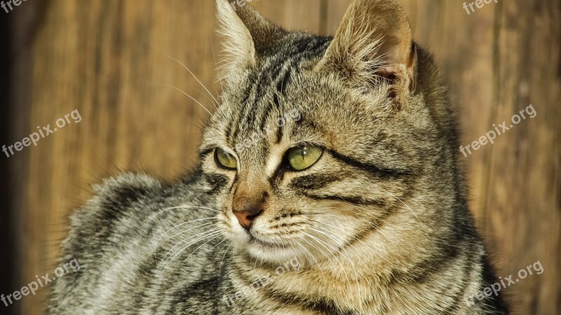 Cat Stray Face Eyes Portrait