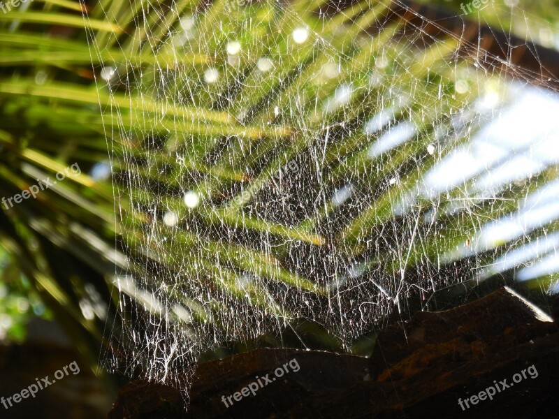 Cobweb Plant Dewdrop Dew Close Up