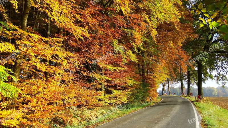 Autumn Forest Nature Trees Leaves