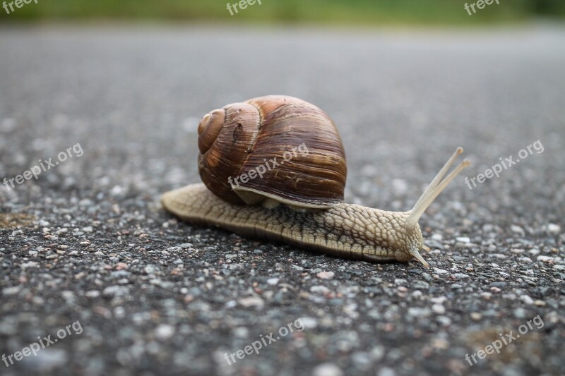 Snail Slow Shell Mollusk Close-up