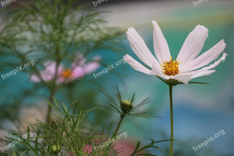 Flower Beautiful Artistic Conception Universe Plant White Petals