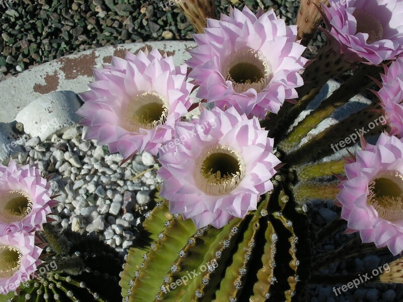 Flower Blossom Cactus Flower Cactus Blossom Free Photos