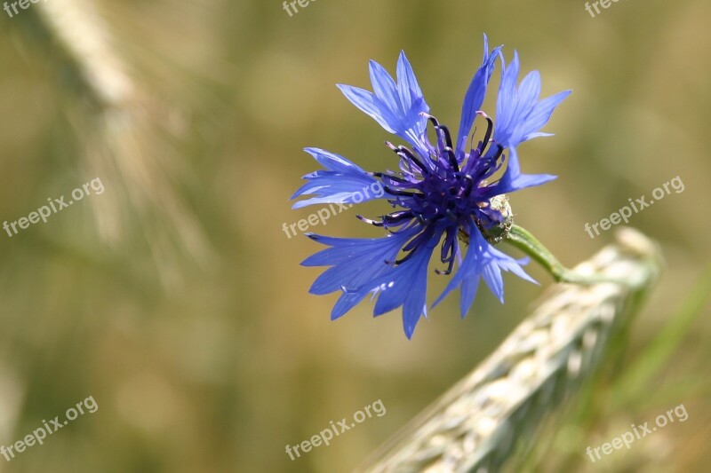 Cornflower Blue Cornfield Free Photos