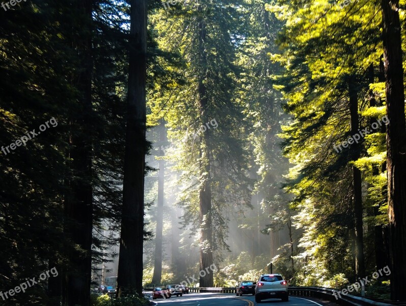 California Redwoods Tree Nature Coast