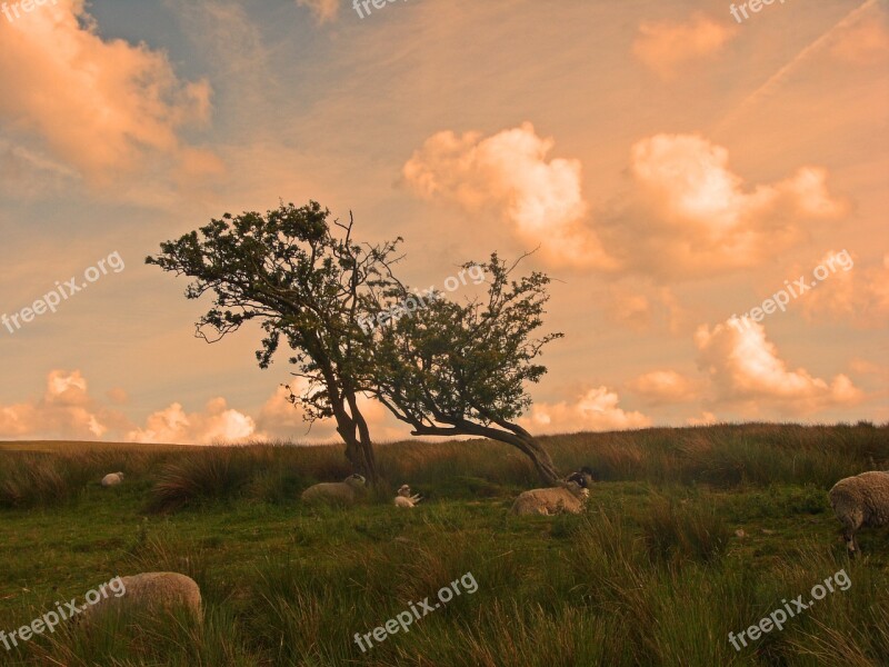 Moors Yorkshire Sheep Sky Tree