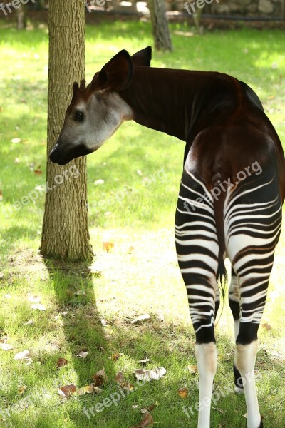 Okapi Africa Angola Zoo Animals