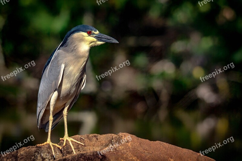 Bird Punch Marsh Nature Free Photos