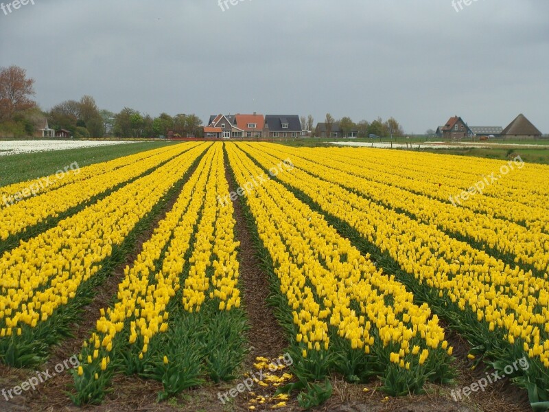 Yellow Netherlands Holland Bulb Fields Flowers