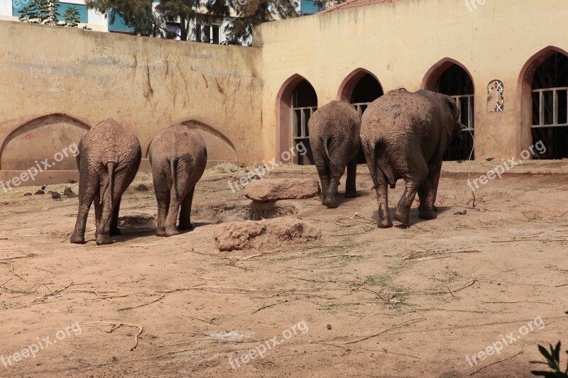 Elephant Angola Zoo Animals Herbivore