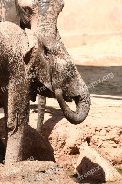 Elephant Angola Zoo Animals Herbivore