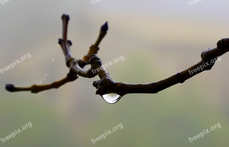 Drop Water Macro Moisture Raining